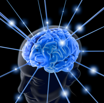 Una disfunción cerebral, posible origen de la obesidad