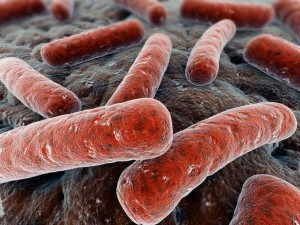 'Mycobacterium tuberculosis'