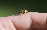 Las picaduras de abejas y avispas pueden provocar alergias patológicas
