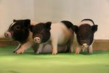 La CRISPR permite avanzar hacia los xenotrasplantes seguros y efectivos La CRISPR permite avanzar hacia los xenotrasplantes seguros y efectivos