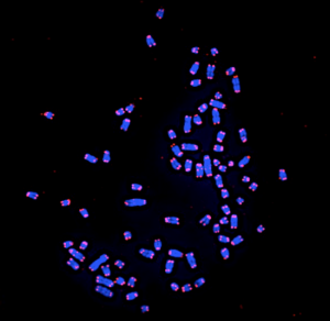 Imagen de telomeros visualizados con la técnica de la hibridación fluorescente in situ.