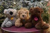 Peluches solidarios con los niños con cáncer Peluches solidarios con los niños con cáncer